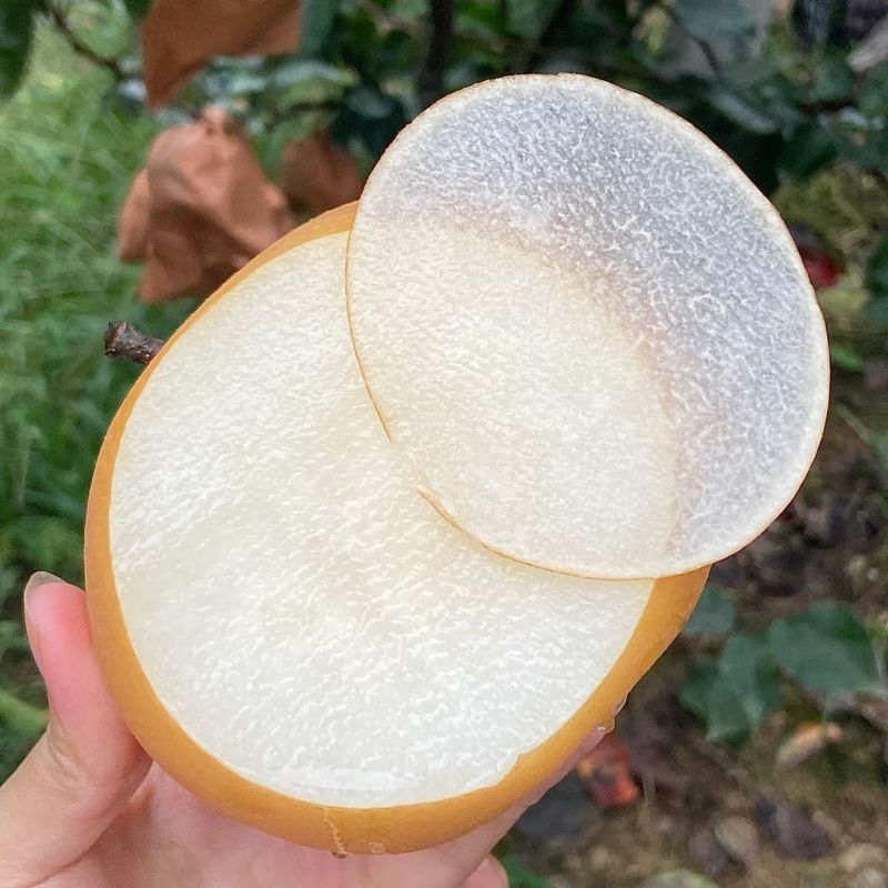 精品秋月梨，一手货源全国供应，可对接电商商超等，诚信经营