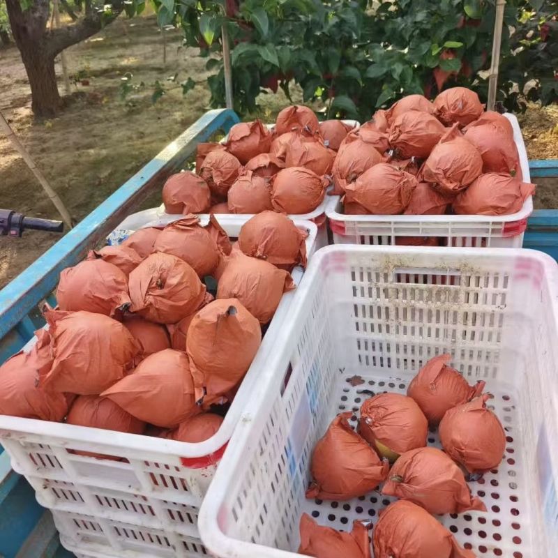 精品秋月梨，一手货源全国供应，可对接电商商超等，诚信经营