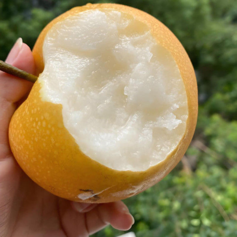 精品秋月梨，一手货源全国供应，可对接电商商超等，诚信经营