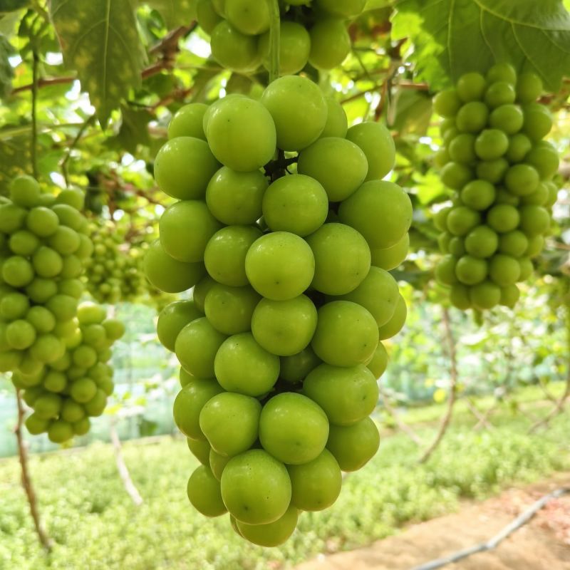 山东阳光玫瑰葡萄，产地直发，保质保量，可视频看货，量大从