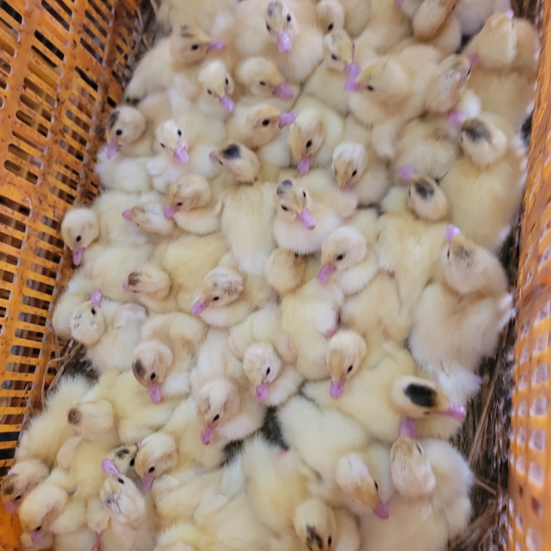 特大种番鸭苗