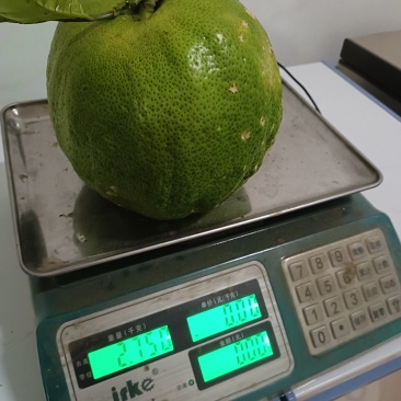 云南省临沧市云县幸福镇打马卡现货现发