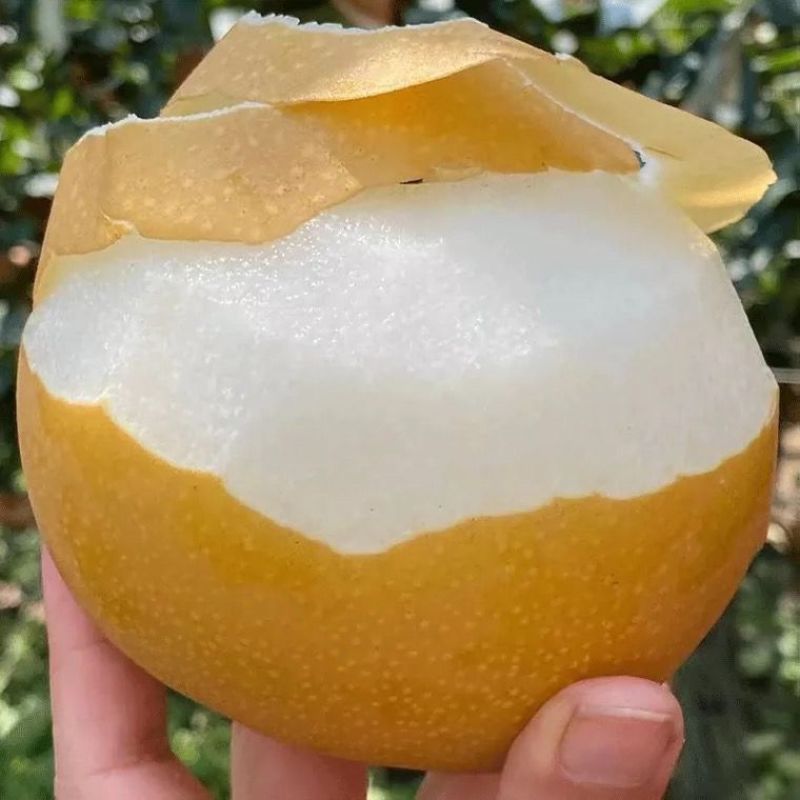 正宗秋月梨！糖度12化渣八九十！