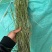 甘肃岷县烘干提摩西草多杆少叶款