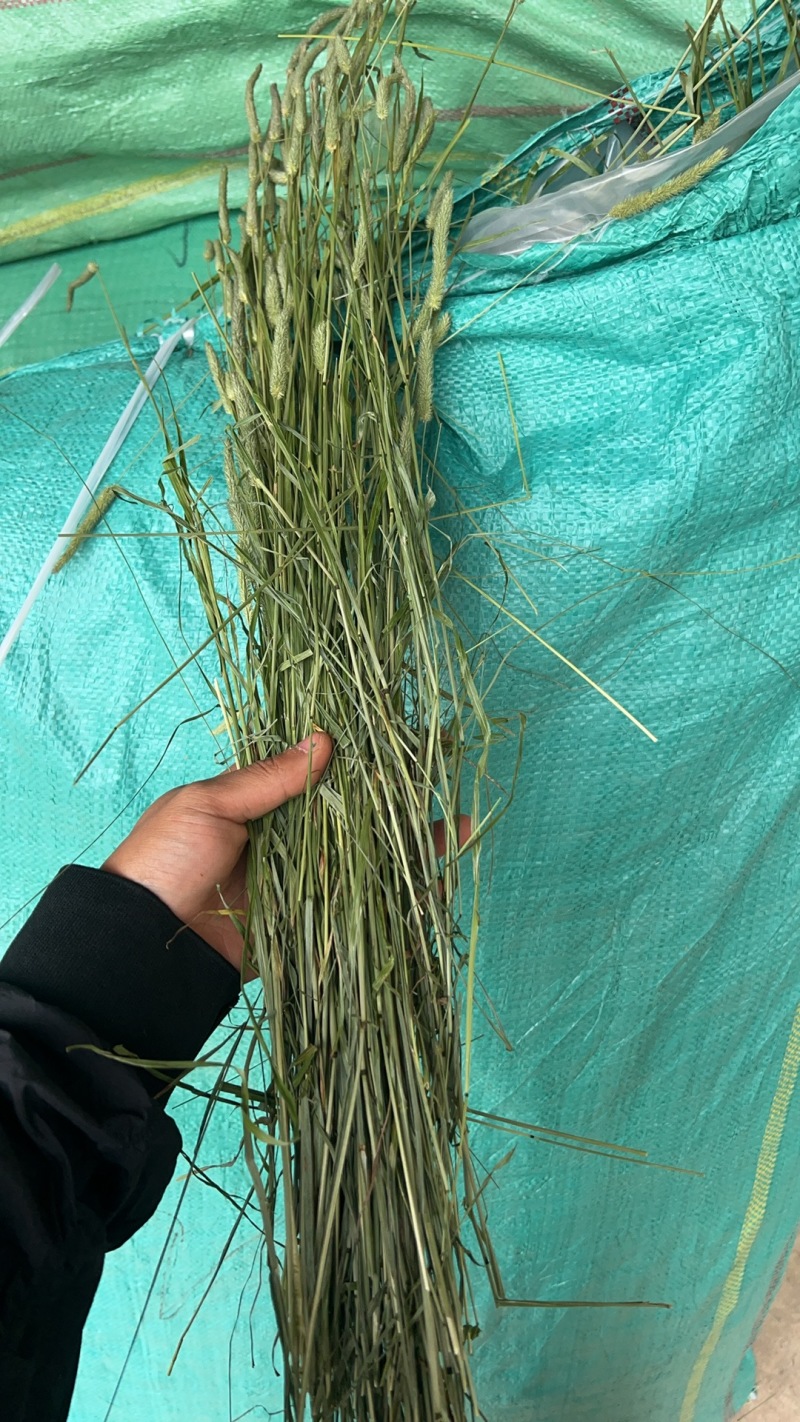 甘肃岷县烘干提摩西草多杆少叶款