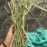 甘肃岷县烘干提摩西草多杆少叶款