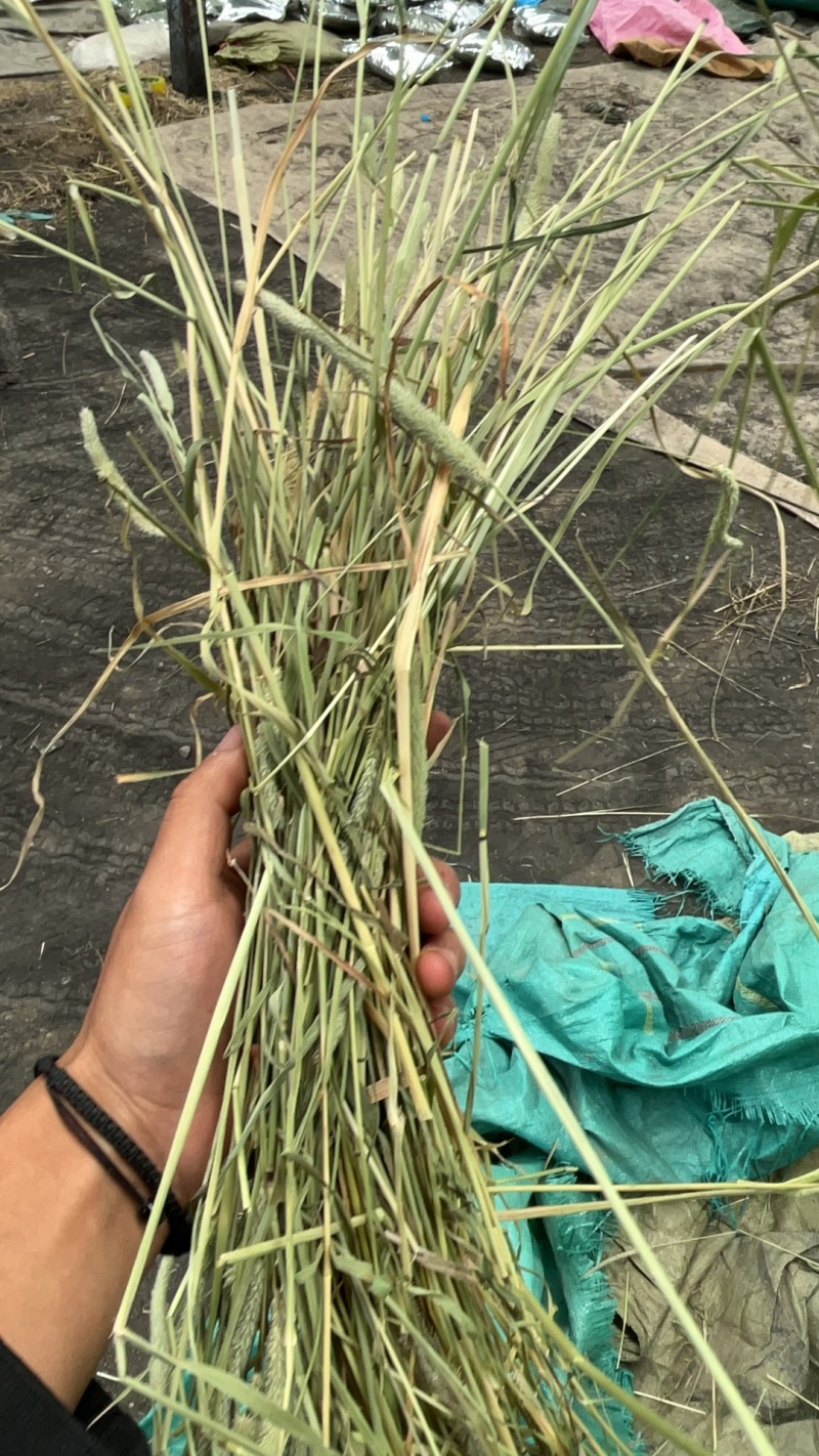 甘肃岷县烘干提摩西草多杆少叶款