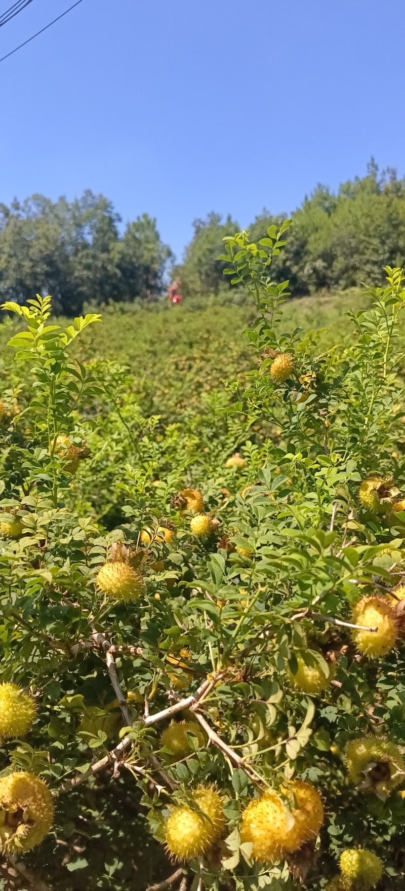 贵州野生刺梨干果崭新上市，简称果中**满满的维生素C