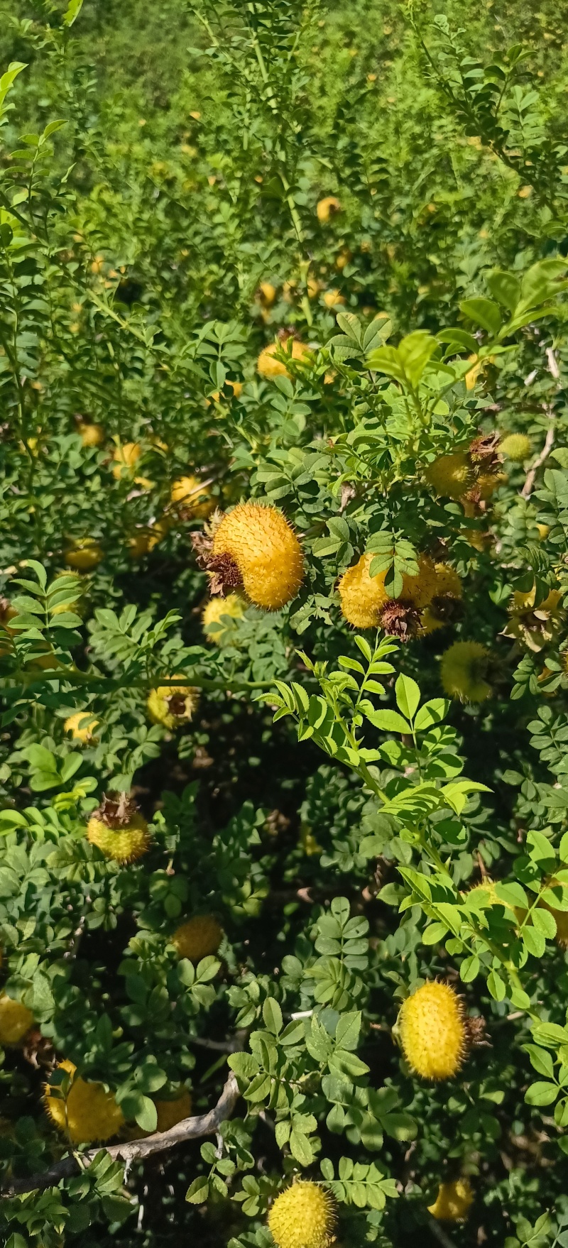 贵州野生刺梨干果崭新上市，简称果中**满满的维生素C