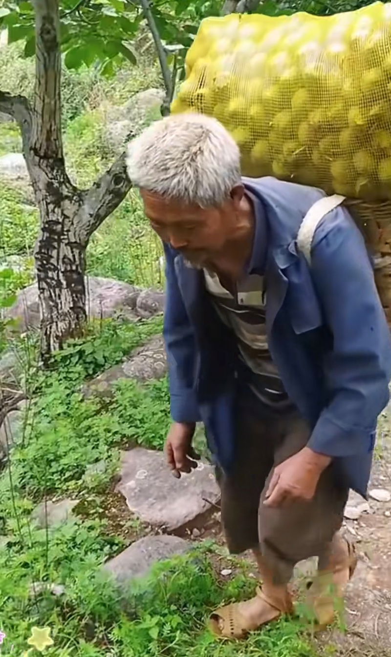 云南大理永平泡核桃（平均25年树龄）人工采摘