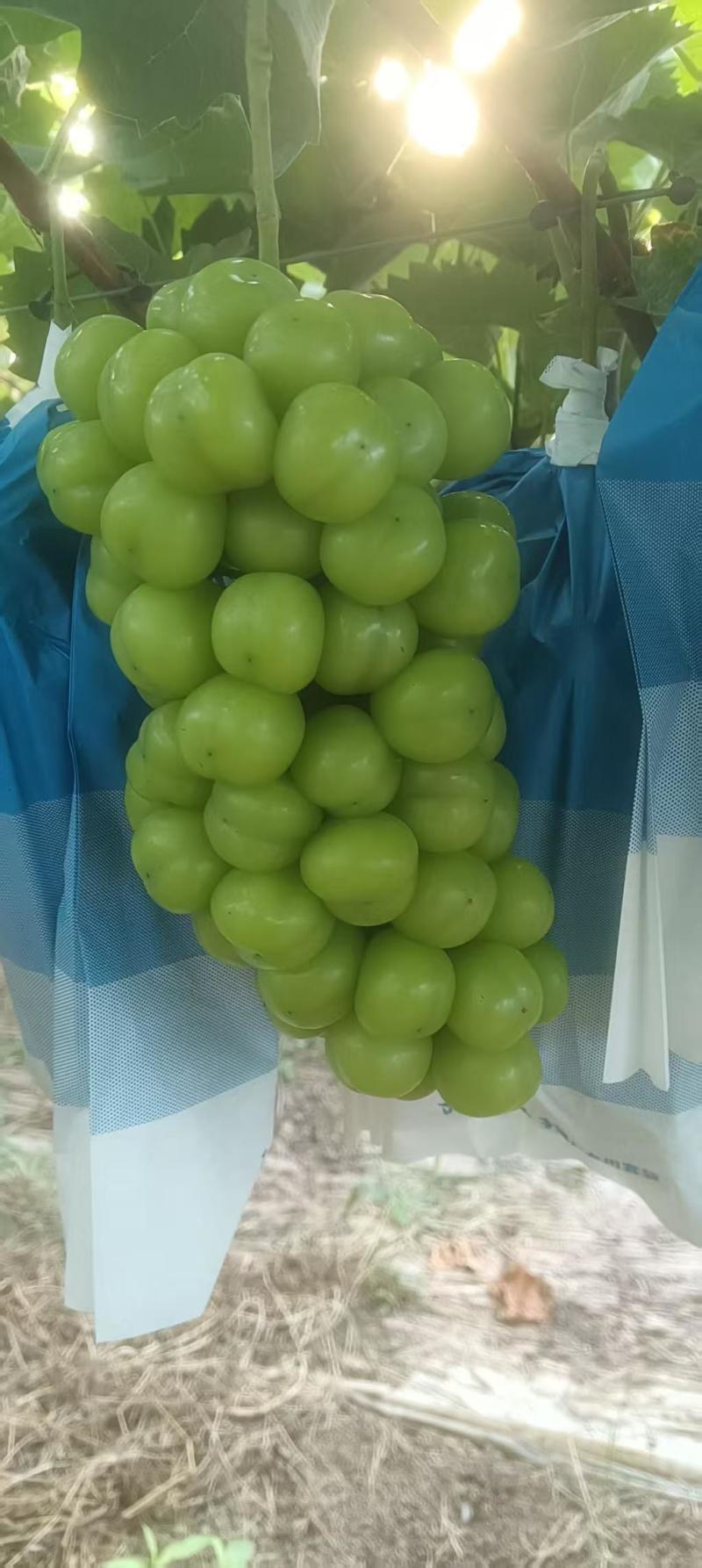 阳光玫瑰葡萄