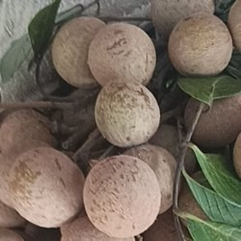 泸州桂圆