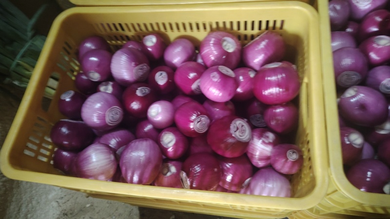 去皮洋葱代加工代发适合饭店预制菜各种食堂电商大量现货供应