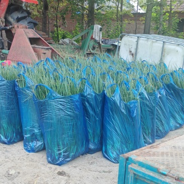 火葱