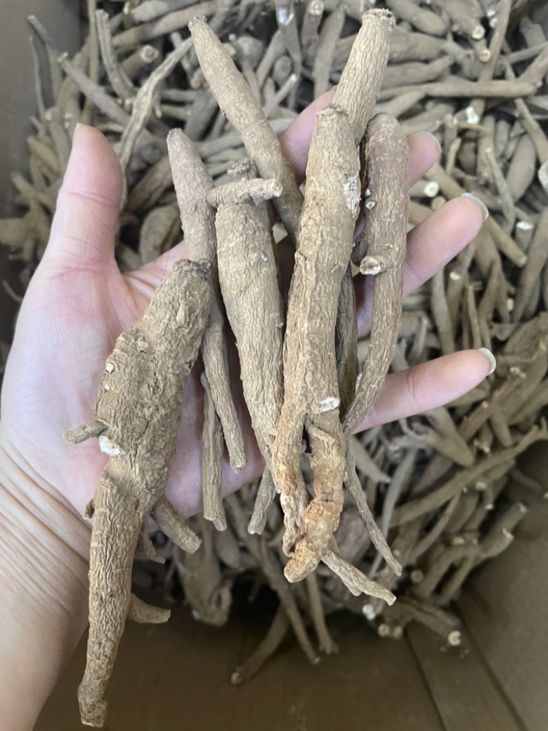 全国供应优选当归欢迎随时联系我们长期采购