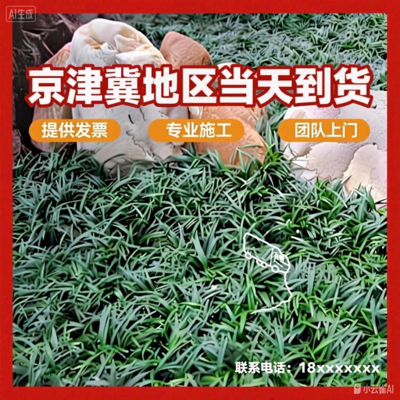 北京丹麦草基地销售丹麦草麦冬草崂屿苔草