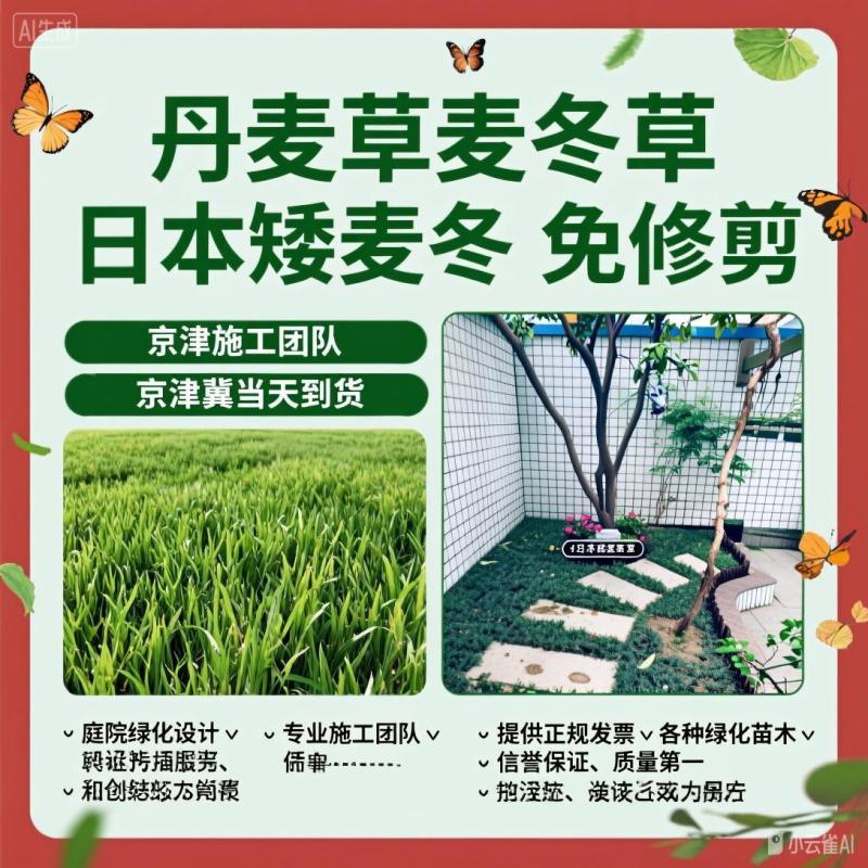 北京丹麦草基地销售丹麦草麦冬草崂屿苔草