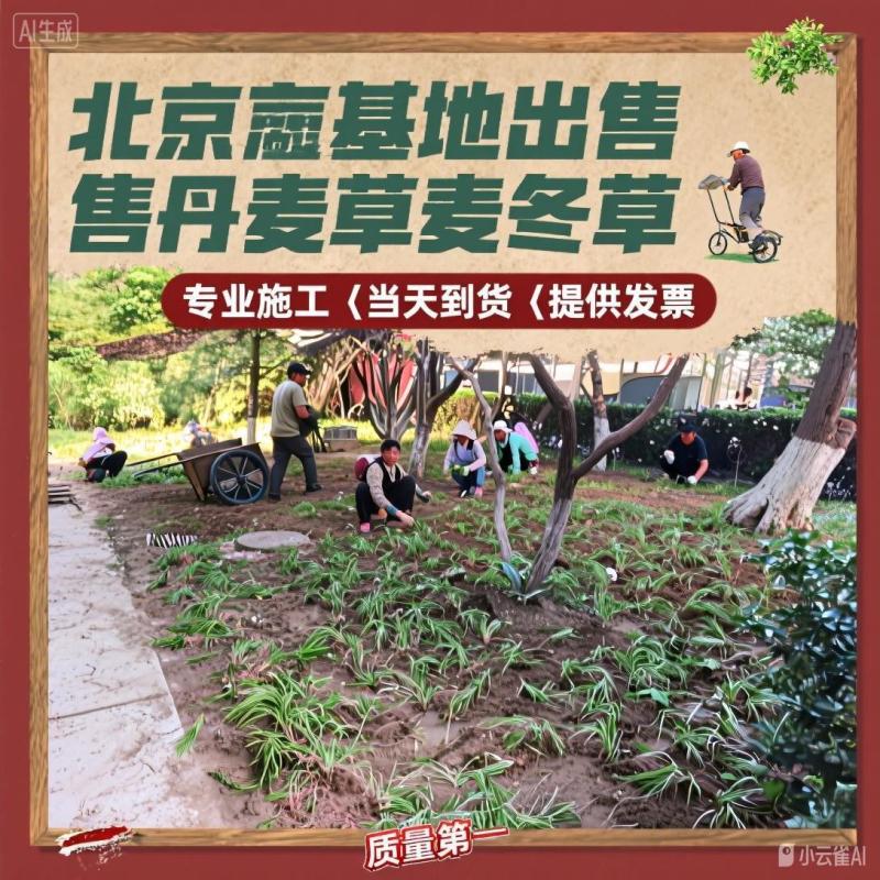 北京丹麦草基地销售丹麦草麦冬草崂屿苔草