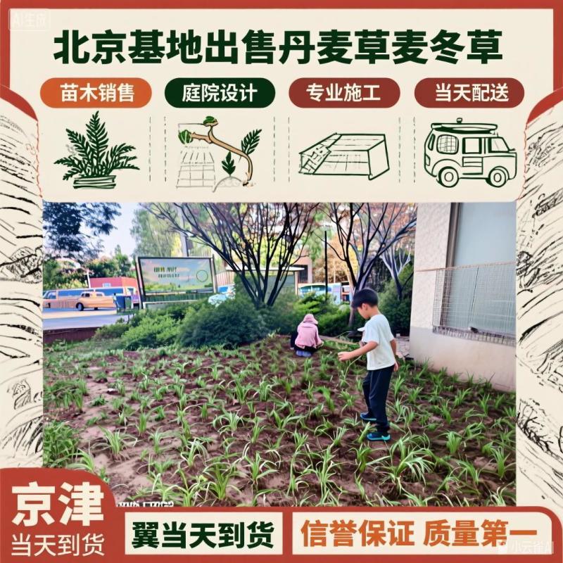 北京丹麦草基地销售丹麦草麦冬草崂屿苔草