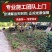 北京丹麦草基地销售丹麦草麦冬草崂屿苔草