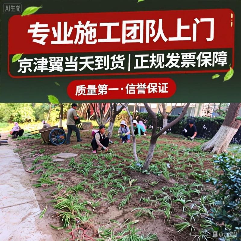 北京丹麦草基地销售丹麦草麦冬草崂屿苔草