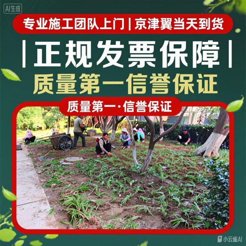 北京丹麦草基地销售丹麦草麦冬草崂屿苔草