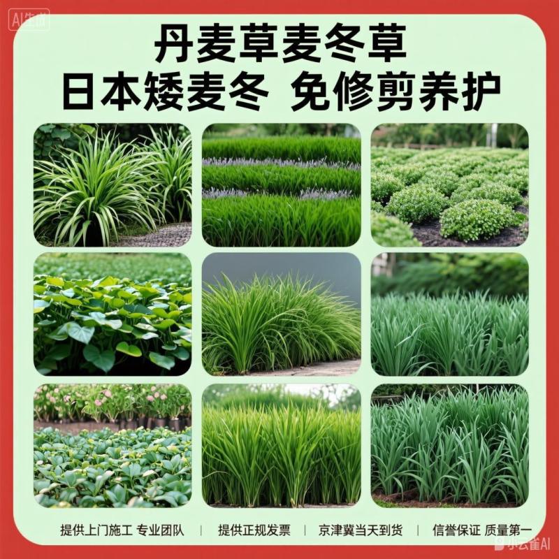 北京丹麦草基地销售丹麦草麦冬草崂屿苔草