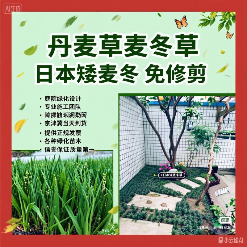 北京丹麦草基地销售丹麦草麦冬草崂屿苔草