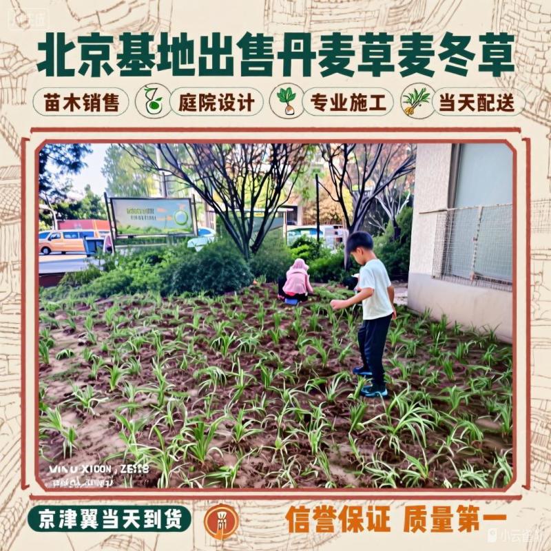 北京丹麦草基地销售丹麦草麦冬草崂屿苔草
