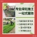 北京丹麦草基地销售丹麦草麦冬草崂屿苔草
