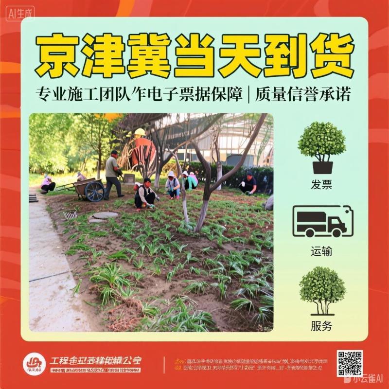 北京丹麦草基地销售丹麦草麦冬草崂屿苔草