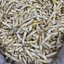 白虫草大货批发