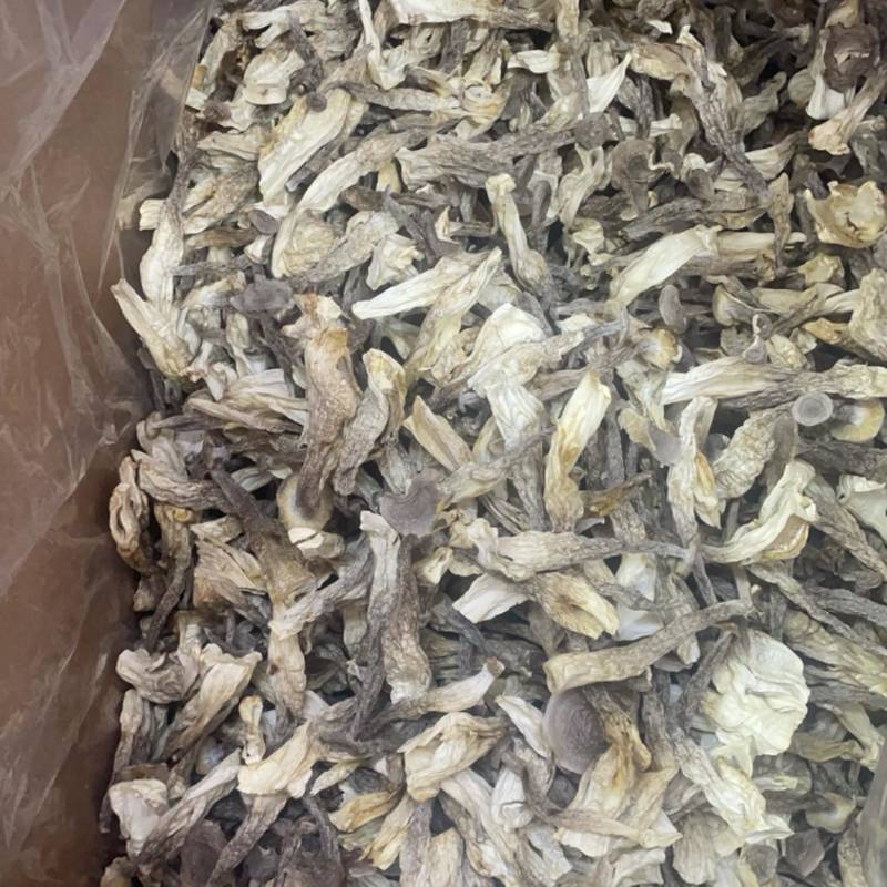 鹿茸菇大货批发