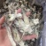鹿茸菇大货批发