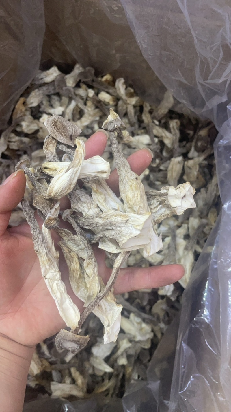 鹿茸菇大货批发