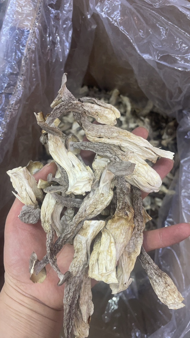 鹿茸菇大货批发