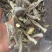 鹿茸菇大货批发
