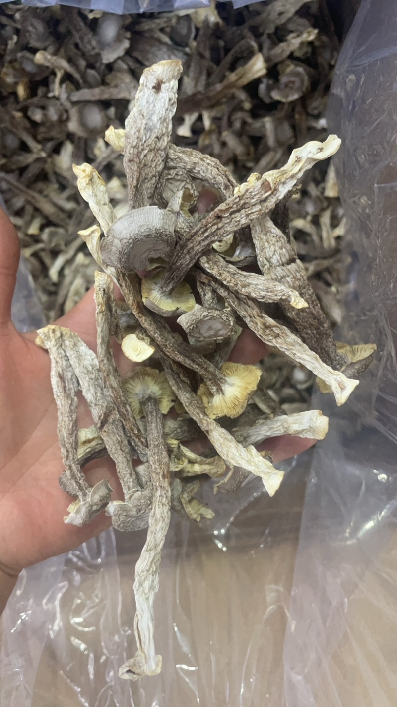 鹿茸菇大货批发