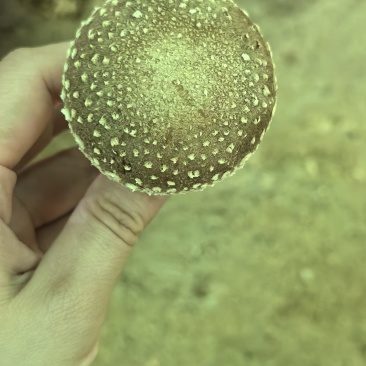 鲜香菇