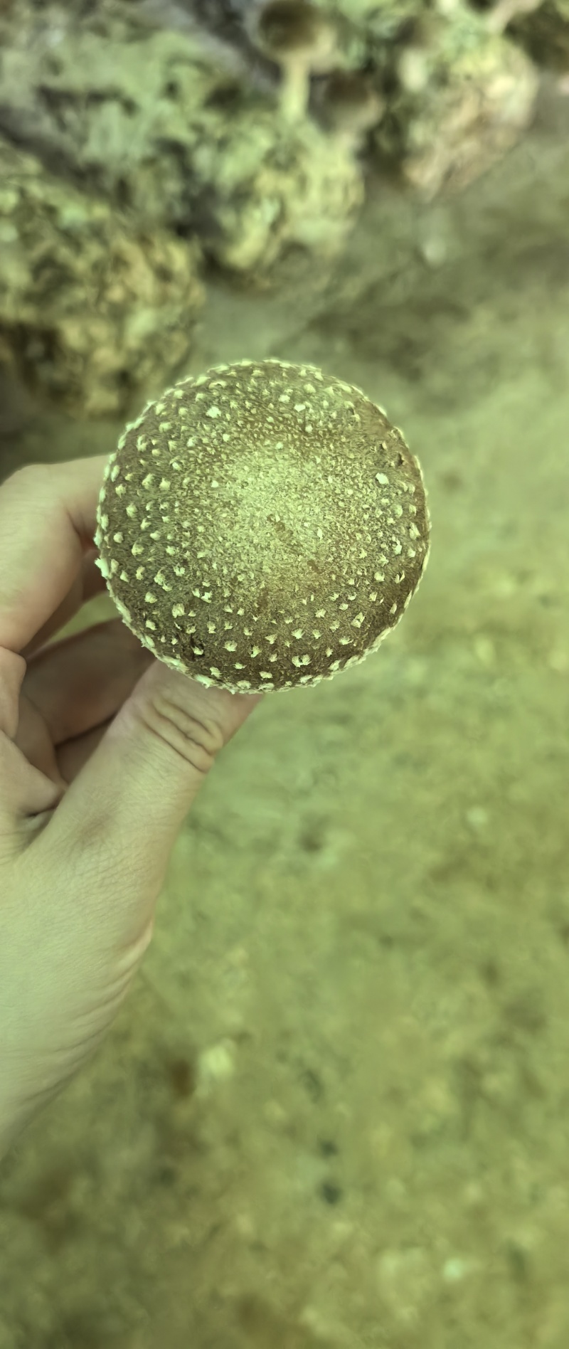 鲜香菇