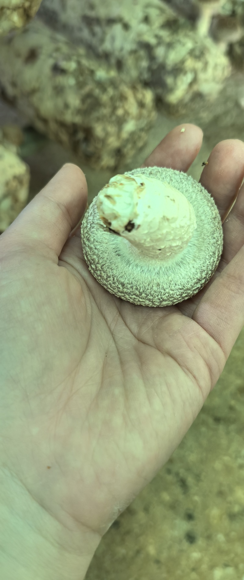 鲜香菇