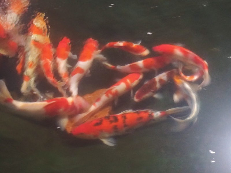 锦鲤