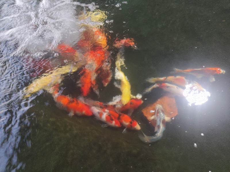 锦鲤