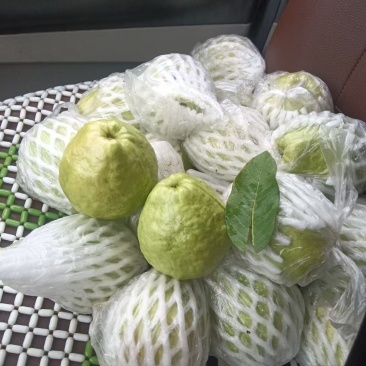 番石榴珍珠芭乐白心，果面非常漂亮，个个脆甜，品质保证！