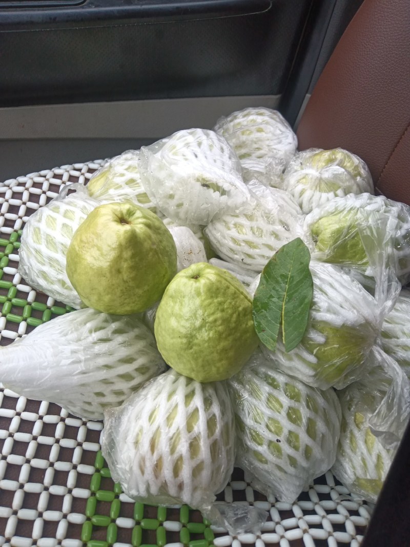 番石榴珍珠芭乐白心，果面非常漂亮，个个脆甜，品质保证！