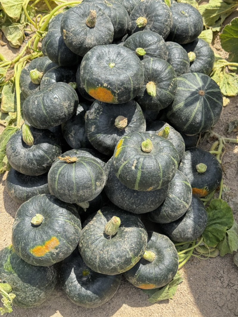 爆粉贝贝，电商，市场加工厂都可以