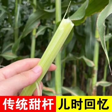 东北甜杆各大平台一件代发