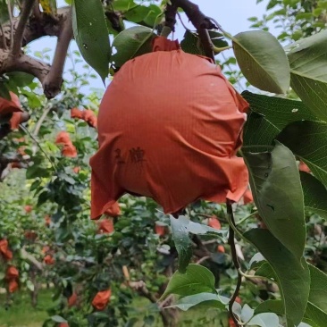黄冠梨
