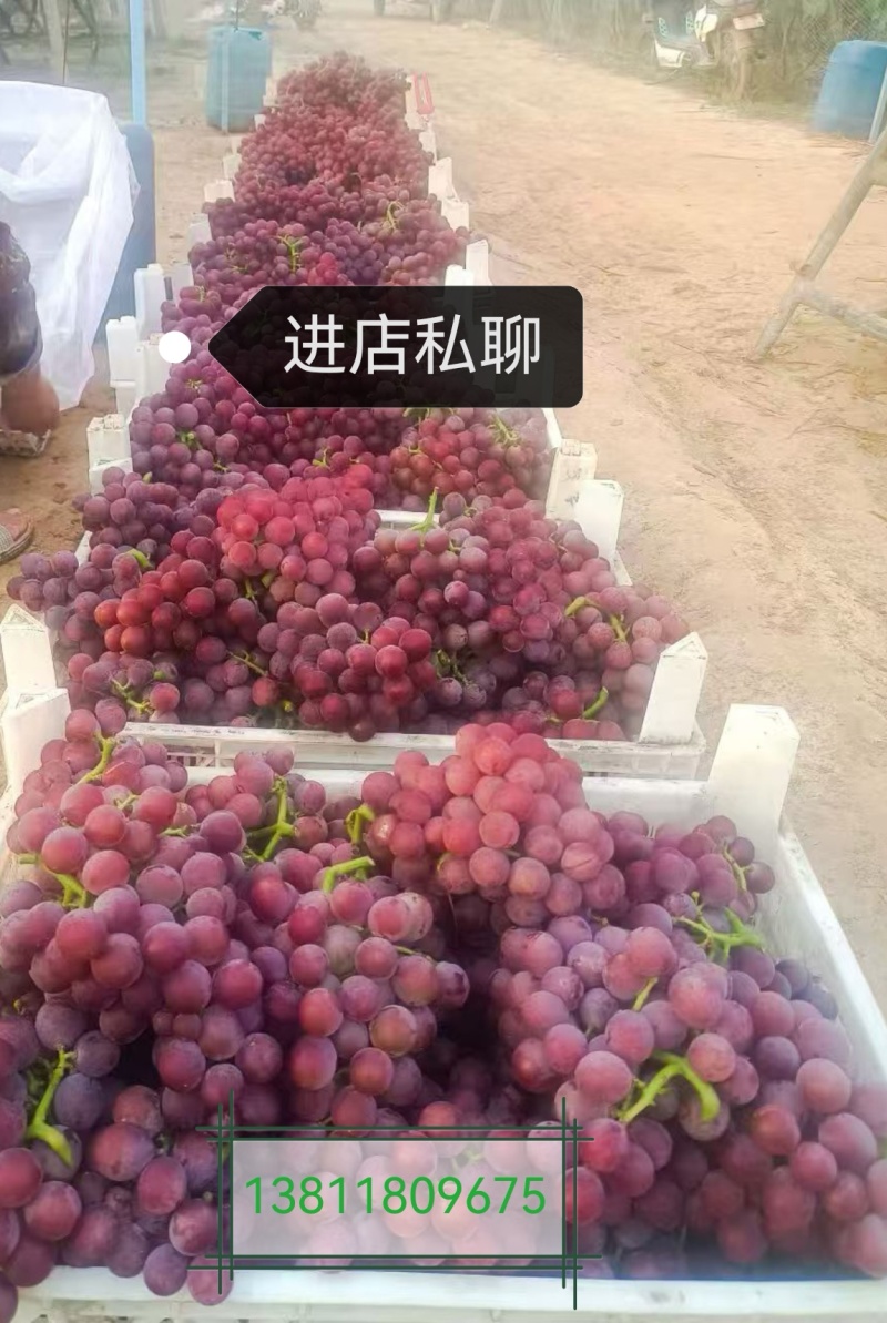 河北威县巨峰葡萄产地一手货源大量走货欢迎随时电话联系