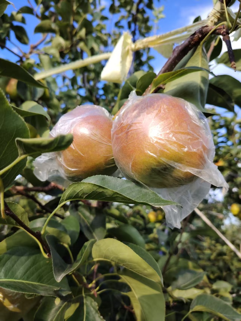玉露香梨